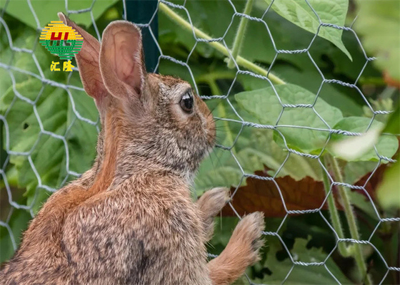 Poultry Rabbit Chicken Vinyl Coated Hex Netting Low Carbon Iron Wire